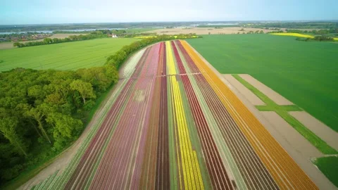 Drone fly backwards high over fields and colorful tulip fields Stock Footage 273862061