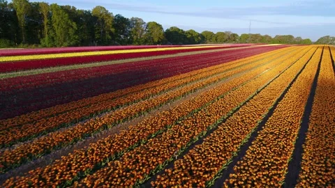 Drone fly backwards over beautiful tulip fields Stock Footage 273862083