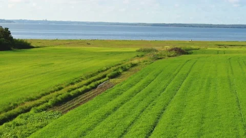 Drone fly backwards over Danish countryside 4K Video stock 237375094