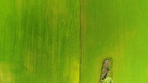 Drone fly backwards over green field 4K Stock Footage 237375099