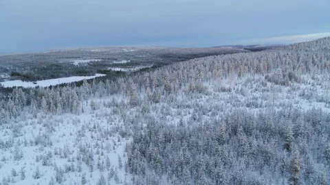 Drone fly backwards over winter forest in Finland on a cloudy day Stock Footage 275260337