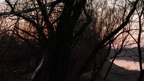 Drone fly behind trees at Sunset over the River. Beautiful cinematic footage 4k Stock Footage 127393265