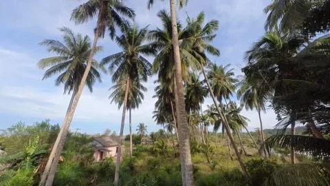 Drone fly between Palm coconut tree  Stock Footage 170040745