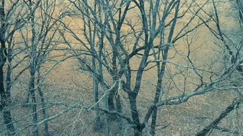Drone fly at dark moody trees forest at autumn without leaves Stock Footage 186099319
