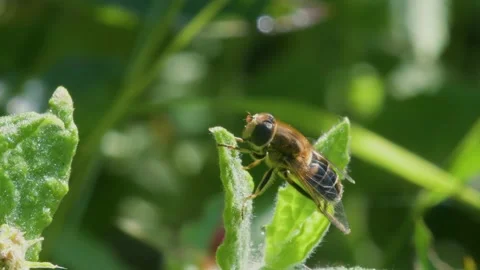 Drone Fly, Eristalis nemorum in the fly during courtship Stock Footage 160518003