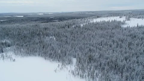 Drone fly fast backwards over winter forest in Finland on a cloudy day Stock Footage 275260380