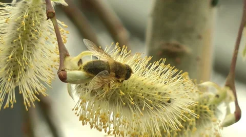 Drone fly feeding on pollen from willow or Salix catkin 2 Stock Footage 36246148