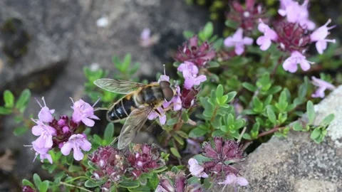 Drone-Fly Feeding on Wild Thyme (Thymus polytrichus), Teesdale, UK Stock Footage 312513146