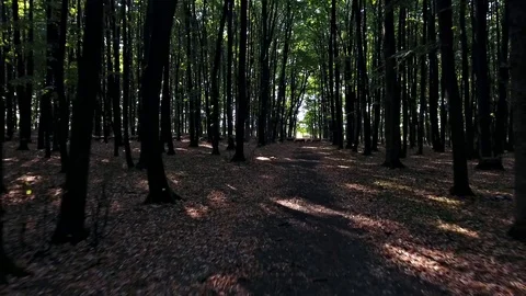 Drone fly into the forest seeing sheep. Video stock 70969242
