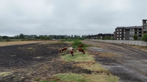 Drone Fly Forward Over Cattle Grazing Abandoned Lot, Pucon Chile Overcast Stock-Footage 336987525