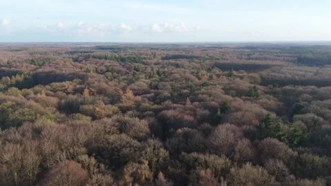 Drone Fly Forward Over Winter Trees in Bulskampveld Forest, Belgium | FlyLens Stockbeeldmateriaal 328238411