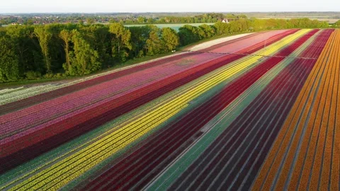 Drone fly forwards over beautiful tulip fields Stock Footage 273862103