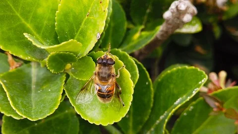 Drone Fly on a Hedge Leaf (Slow Motion) Video stock 118817316