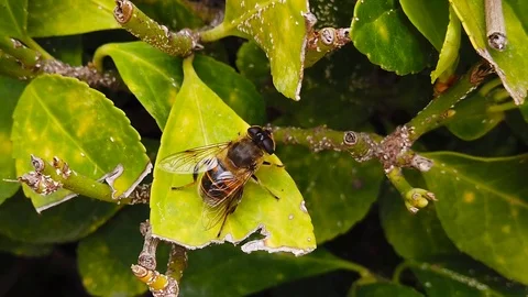 Drone Fly on a Hedge Leaf (Slow Motion) Stock Footage 118817621