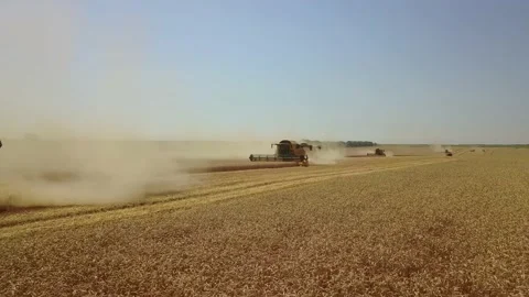 Drone fly low above the field of wheat shooting harvesting with many harvesters Video stock 120120946