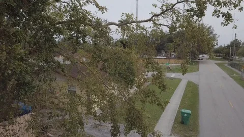 DRONE FLY NEAR TREE Video stock 104482793