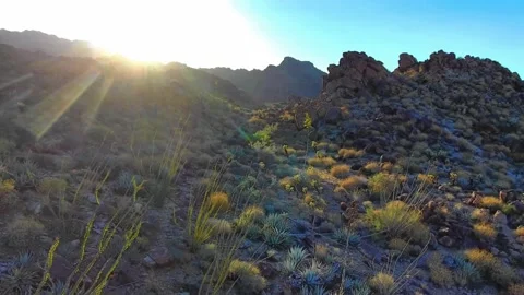 Drone fly over  Agave  blossom on Rocky Mountain 스톡 동영상 146471981