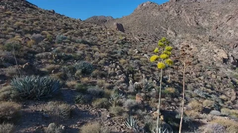 Drone fly over Agave Blossoms and  Desert Mountain Vídeo Stock 148509618