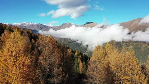Drone fly over the alpine forest Stock Footage 224297661
