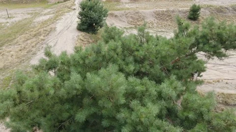 Drone fly over amazing tree 動画素材 230704808