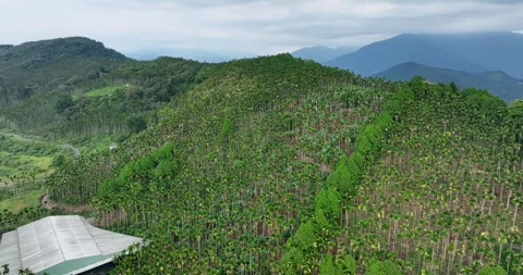 Drone fly over Areca catechu tree over the mountain in Taiwan Stock Footage 253589635