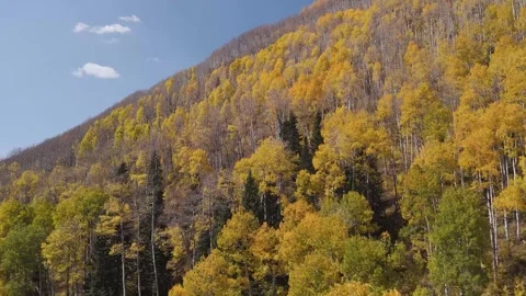 Drone Fly Over Of Aspen Forest At Fall Time In Colorado Stock Footage 289239971