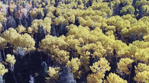 Drone Fly Over Of Aspen Forest Fall Time In Flagstaff Arizona Stock Footage 320027167