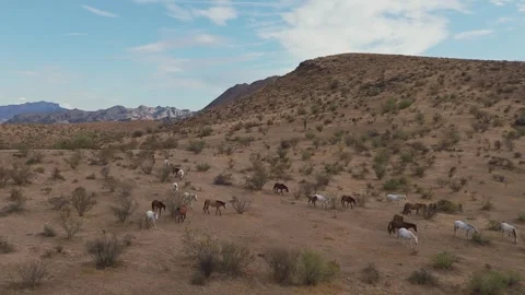 Drone Fly Over Band Of Wild Horses With Foal In Arizona Desert Stock Footage 343879290