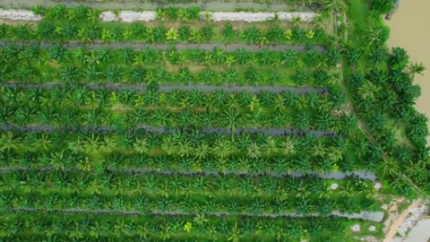 Drone fly over beautiful coconut plantations Video stock 201903611