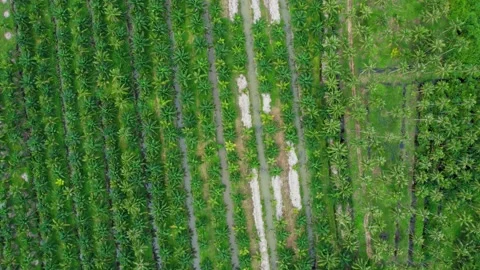 Drone fly over beautiful coconut plantations Video stock 201904036