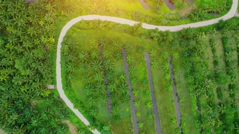 Drone fly over beautiful coconut plantations Stock Footage 201929913