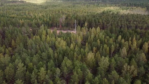 A drone fly over a dense autumn forest with a high-voltage support. Stock Footage 143582666