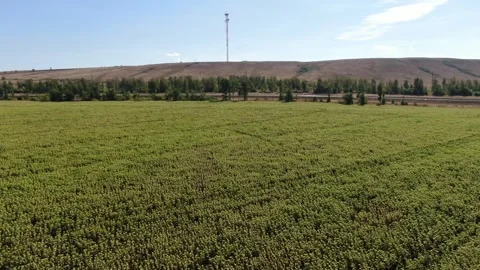 Drone fly over fields of sunflowers grow in Russia Stock Footage 314817504