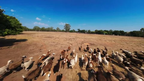 Drone fly-over of flock of sheep in outback Australia Stock Footage 289587860