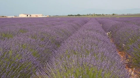 Drone fly over a flowered lavender field in Provence France Stock Footage 79988874