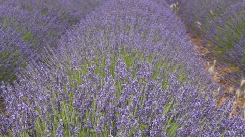 Drone fly over a flowered lavender field in Provence France Stock Footage 79988953