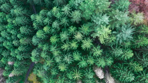 Drone Fly over Forest Autumn over old Forest trees 4K Stock Footage 164875866