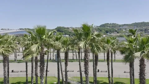 Drone fly over iconic palm tree lined street with the city skyline in the Vidéo 154452204