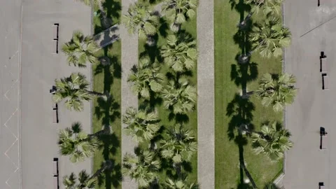 Drone fly over iconic palm tree lined street with the city skyline in the 動画素材 154485990