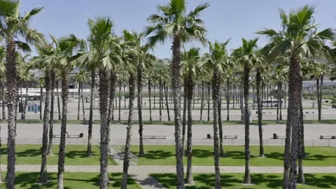 Drone fly over iconic palm tree lined street with the city skyline in the 動画素材 154489984