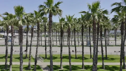 Drone fly over iconic palm tree lined street with the city skyline in the 動画素材 154520994