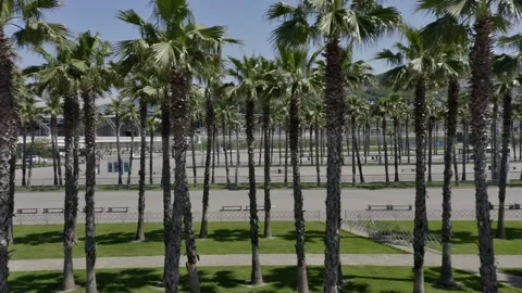 Drone fly over iconic palm tree lined street with the city skyline in the 動画素材 154522074
