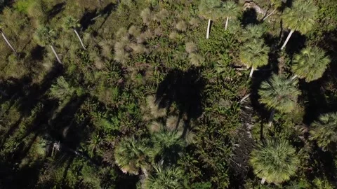 Drone Fly over looking down of palmetto palms Video stock 229583425