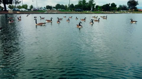 Drone Fly by over mallards swimming on a lake Video stock 154385238