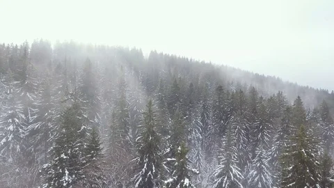 Drone fly over of a misty Forest Stock-Footage 100029015
