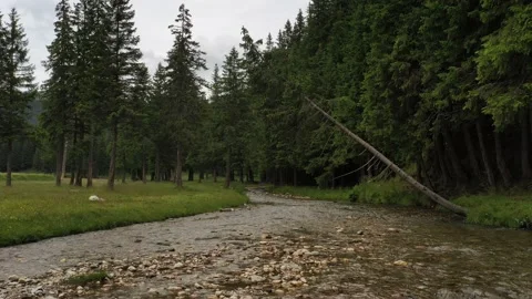 Drone fly over a mountain river and a pine tree forest in Bucegi Mountains 스톡 동영상 136521481