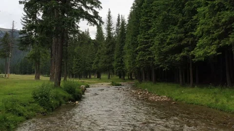 Drone fly over a mountain river and a pine tree forest in Bucegi Mountains 스톡 동영상 136521708