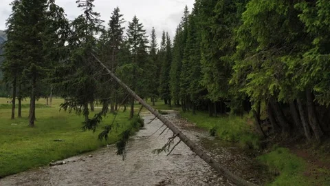 Drone fly over a mountain river and a pine tree forest in Bucegi Mountains 스톡 동영상 136521993