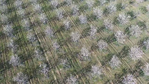 Drone fly over orchard blooming with many white flowers on a sunny spring day Stock Footage 128548864