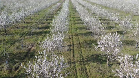 Drone fly over orchard blooming with many white flowers on a sunny spring day Stock Footage 128548873